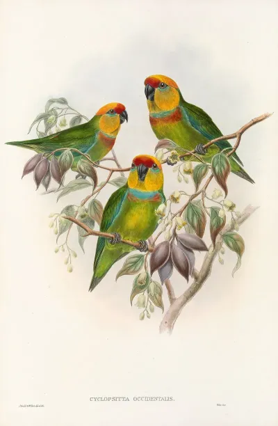 The Birds Of New Guinea And The Adjacent Papuan Islands Pl 01