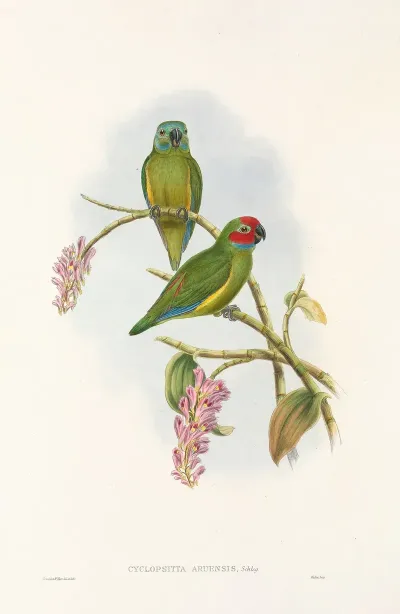 The Birds Of New Guinea And The Adjacent Papuan Islands Pl 04