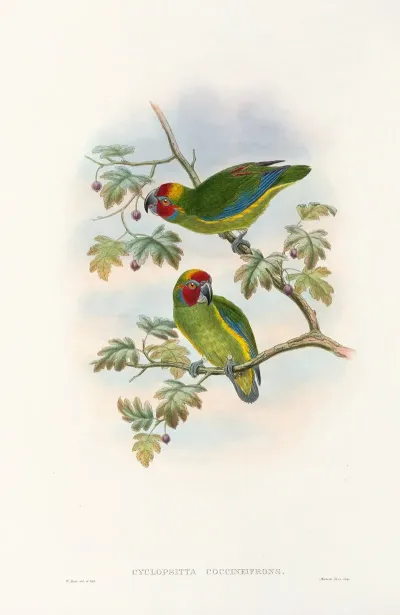 The Birds Of New Guinea And The Adjacent Papuan Islands Pl 08