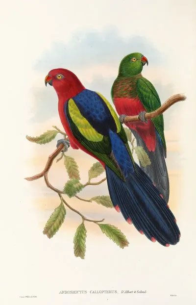 The Birds Of New Guinea And The Adjacent Papuan Islands Pl 09