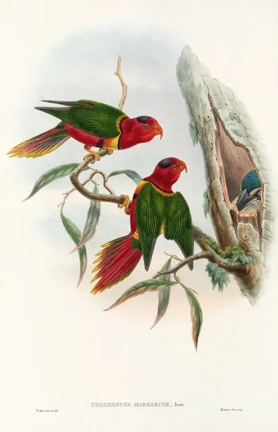 The Birds Of New Guinea And The Adjacent Papuan Islands Pl 11