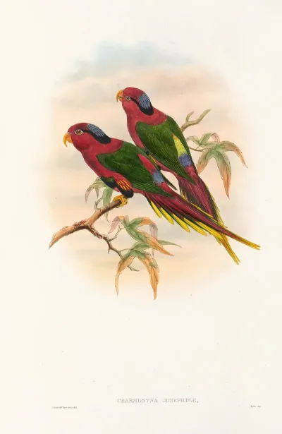 The Birds Of New Guinea And The Adjacent Papuan Islands Pl 12