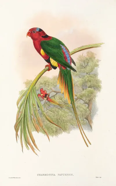 The Birds Of New Guinea And The Adjacent Papuan Islands Pl 14