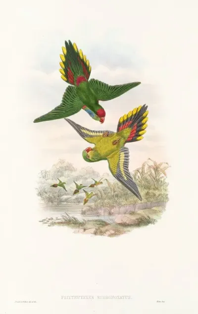 The Birds Of New Guinea And The Adjacent Papuan Islands Pl 16