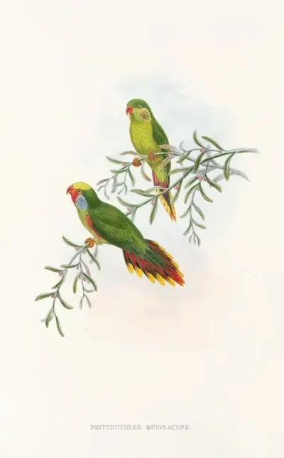 The Birds Of New Guinea And The Adjacent Papuan Islands Pl 17