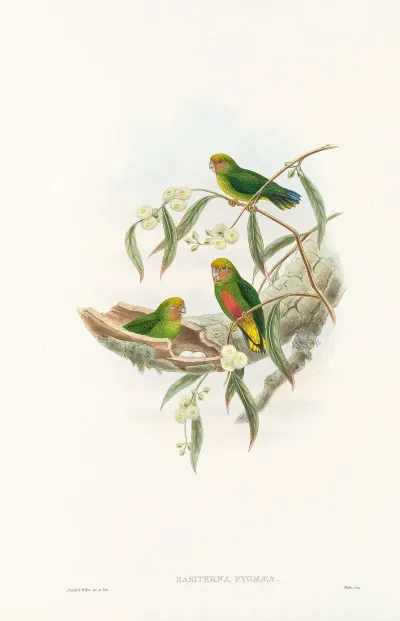 The Birds Of New Guinea And The Adjacent Papuan Islands Pl 21