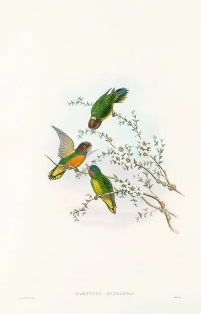 The Birds Of New Guinea And The Adjacent Papuan Islands Pl 23