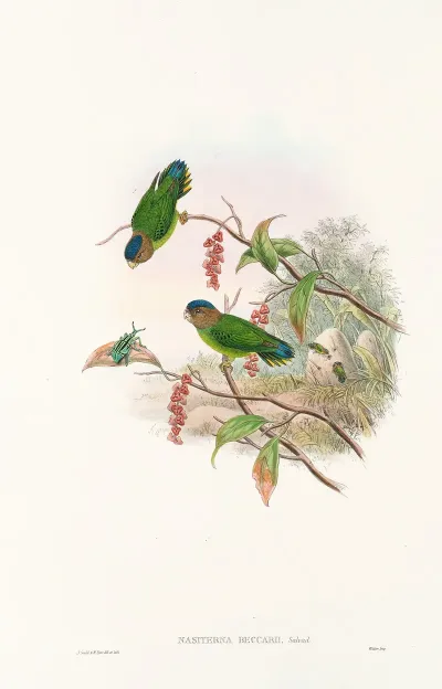 The Birds Of New Guinea And The Adjacent Papuan Islands Pl 25
