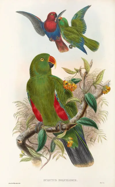 The Birds Of New Guinea And The Adjacent Papuan Islands Pl 31