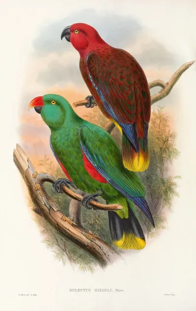 The Birds Of New Guinea And The Adjacent Papuan Islands Pl 32
