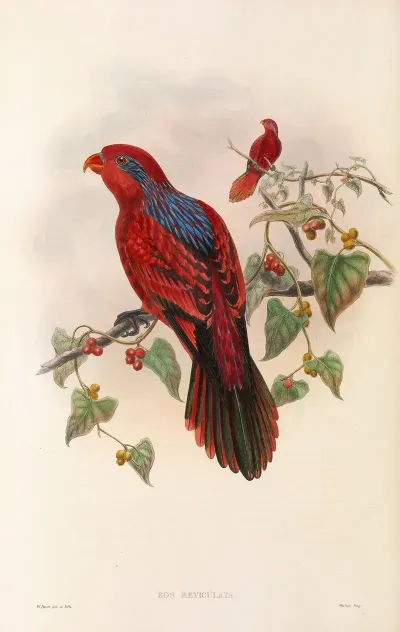 The Birds Of New Guinea And The Adjacent Papuan Islands Pl 35