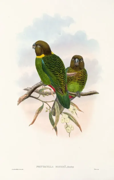 The Birds Of New Guinea And The Adjacent Papuan Islands Pl 39