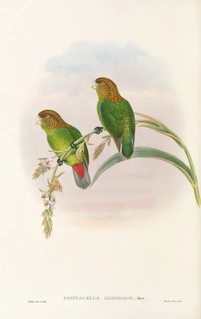 The Birds Of New Guinea And The Adjacent Papuan Islands Pl 40
