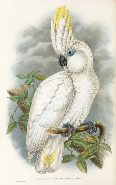 The Birds Of New Guinea And The Adjacent Papuan Islands Pl 45