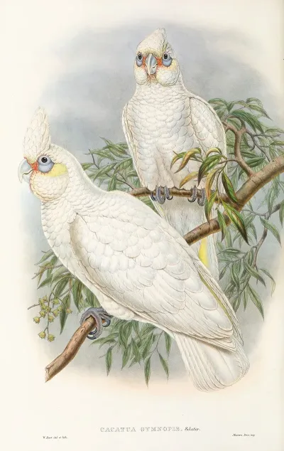 The Birds Of New Guinea And The Adjacent Papuan Islands Pl 46