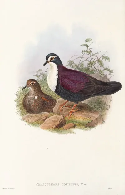 The Birds Of New Guinea And The Adjacent Papuan Islands Pl 48