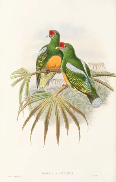 The Birds Of New Guinea And The Adjacent Papuan Islands Pl 50