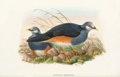 The Birds Of New Guinea And The Adjacent Papuan Islands Pl 62