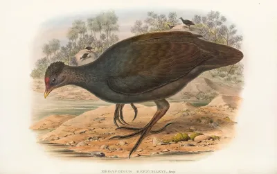 The Birds Of New Guinea And The Adjacent Papuan Islands Pl 68
