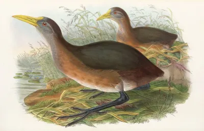 The Birds Of New Guinea And The Adjacent Papuan Islands Pl 69