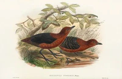 The Birds Of New Guinea And The Adjacent Papuan Islands Pl 70