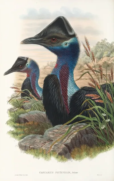 The Birds Of New Guinea And The Adjacent Papuan Islands Pl 74