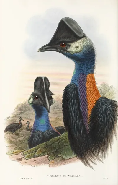 The Birds Of New Guinea And The Adjacent Papuan Islands Pl 75