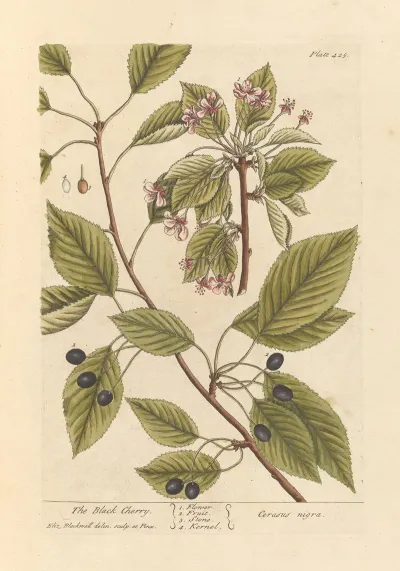 The Black Cherry