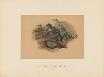 The Black Fronted Lemur 2