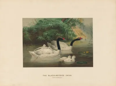 The Black Necked Swan 2