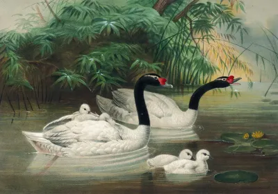 The Black Necked Swan