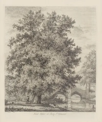 The Black Poplar At Bury St Edmunds
