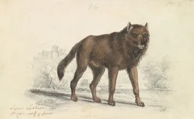 The Black Wolf