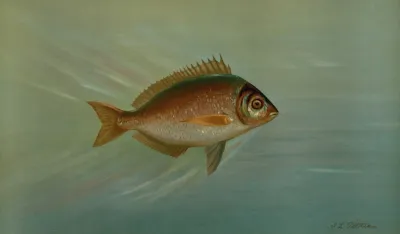 The Blackfish Or Tautog Tautoga Onitis