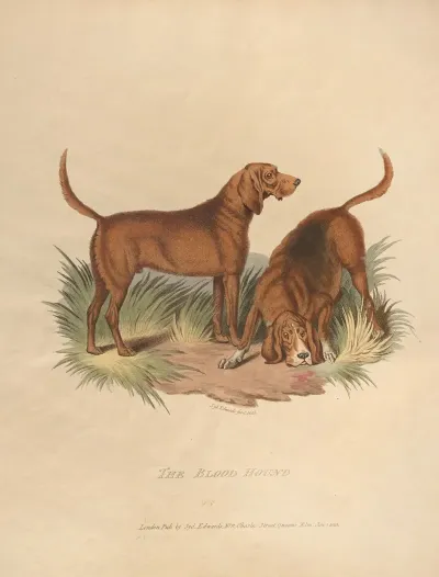 The Blood Hound