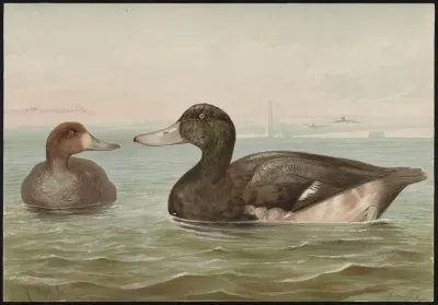 The Blue Bill Or Scaup Duck Fuligula Marila