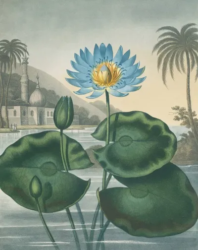 The Blue Egyptian Water Lily 2