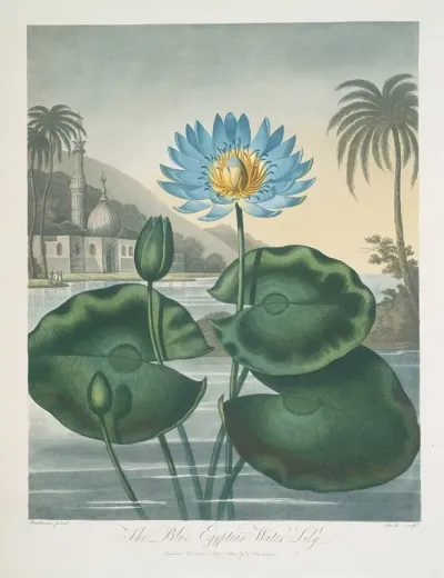 The Blue Egyptian Water Lily