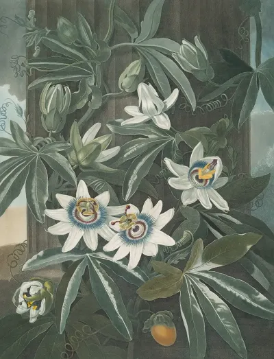 The Blue Passion Flower