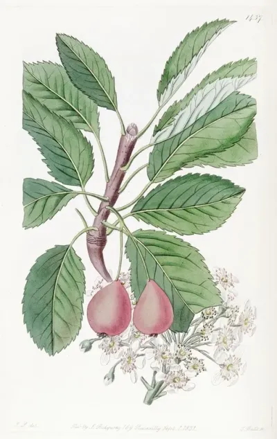 The Bollwyller Pear