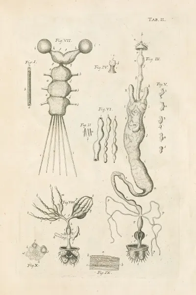 The Book Of Nature Or The History Of Insects Pl 02