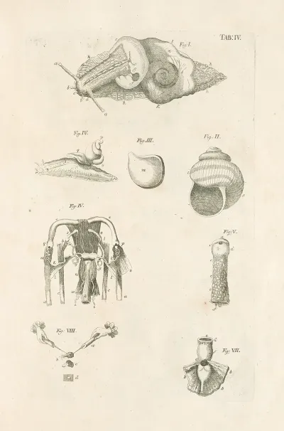 The Book Of Nature Or The History Of Insects Pl 04