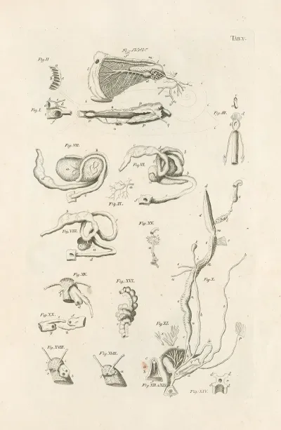 The Book Of Nature Or The History Of Insects Pl 05