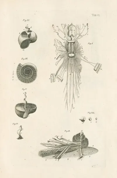 The Book Of Nature Or The History Of Insects Pl 06