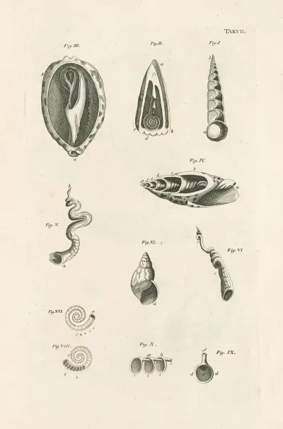 The Book Of Nature Or The History Of Insects Pl 07