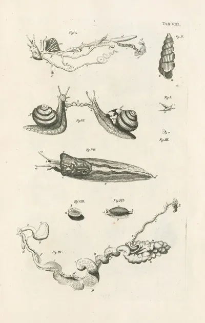 The Book Of Nature Or The History Of Insects Pl 08