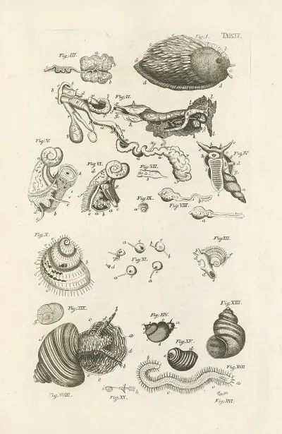 The Book Of Nature Or The History Of Insects Pl 09