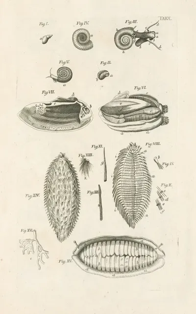 The Book Of Nature Or The History Of Insects Pl 10