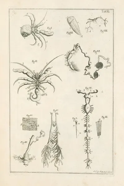 The Book Of Nature Or The History Of Insects Pl 11