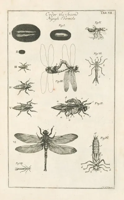The Book Of Nature Or The History Of Insects Pl 12